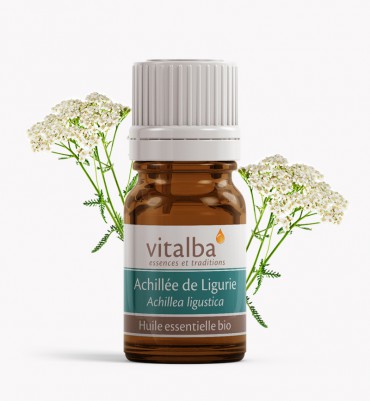 Achillée de Ligurie - Achillea ligustica