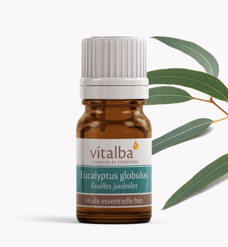 Huile Essentielle d'Eucalyptus Globulus Bio