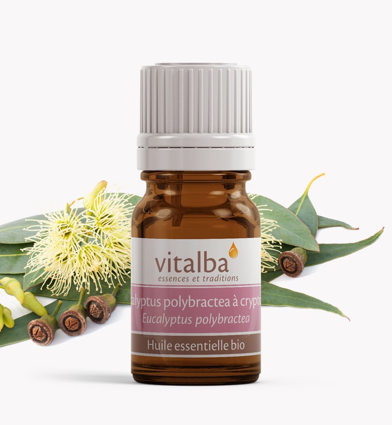 Huile essentielle d'Eucalyptus à cryptone Bio