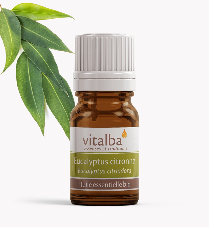 Eucalyptus citronné bio - huile essenti